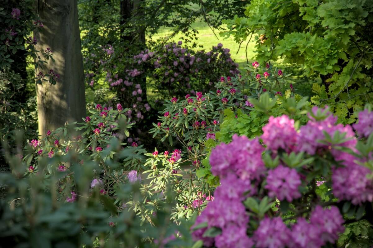 Růžový rododendron